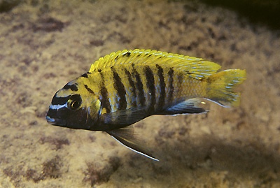 Tropheops sp. 'red fin' Puulu Island